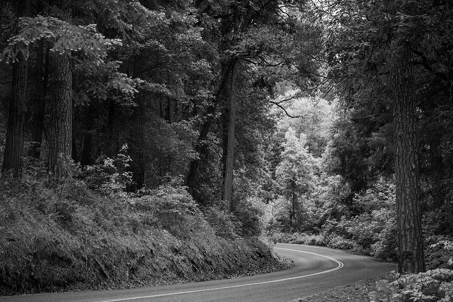 Forest Road Photograph by Samuel Hazen - Fine Art America