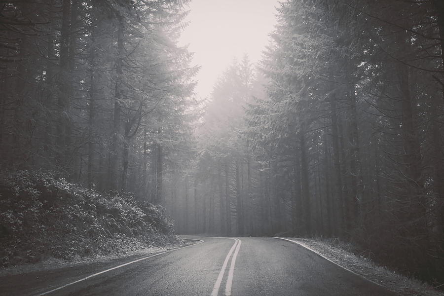 Forest Road Trip Black and White Fir Trees Painting by Richardson ...