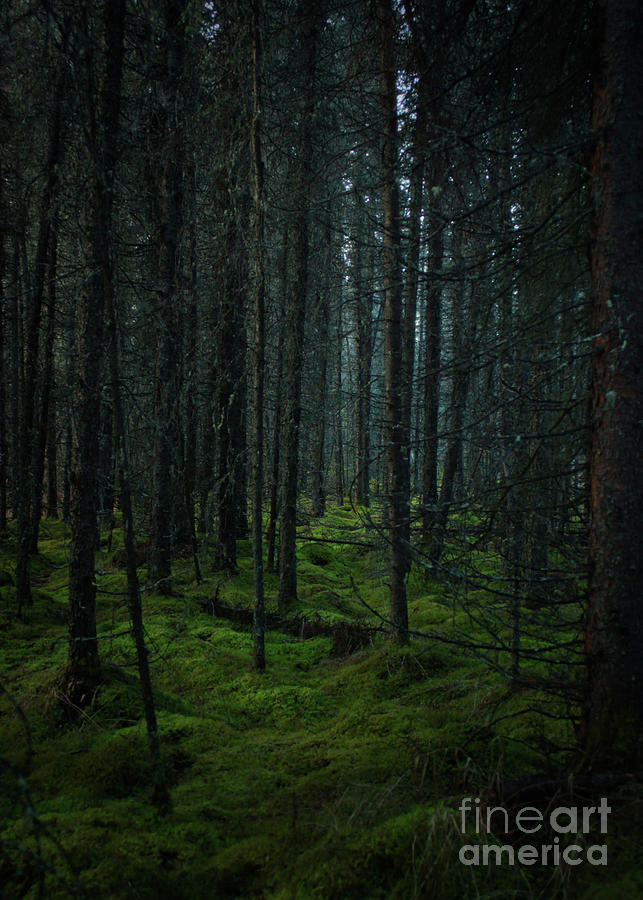 Forest Photograph by Ross Coleman Forest Photograph by Ross Coleman