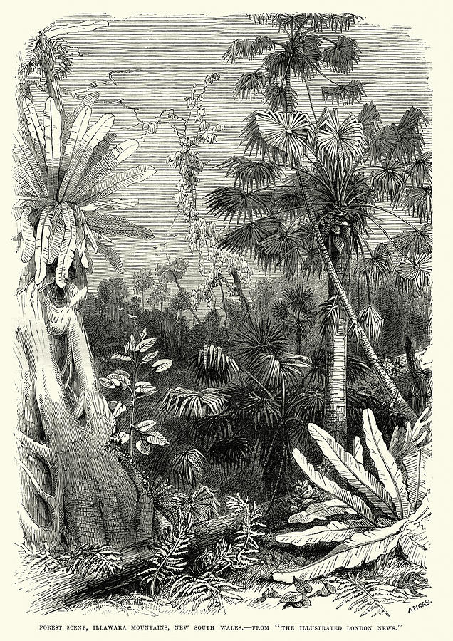 Forest scene, Illawarra Mountains, New South Wales 19th Century Drawing by Duncan1890