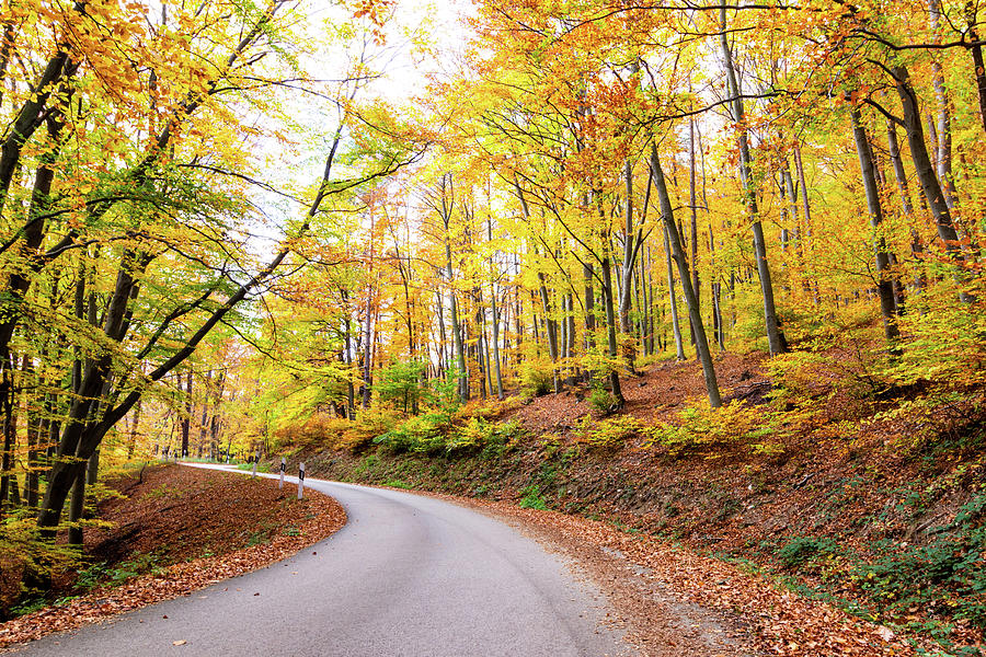 Forest serpentine road in autumn Photograph by Viktor Wallon-Hars