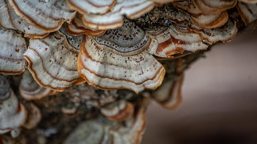 Forest Shells Photograph by Linda Bonaccorsi