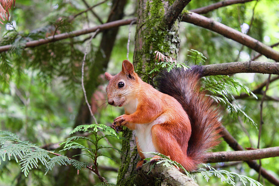 Forest Squirrel Photograph by World Art Collective