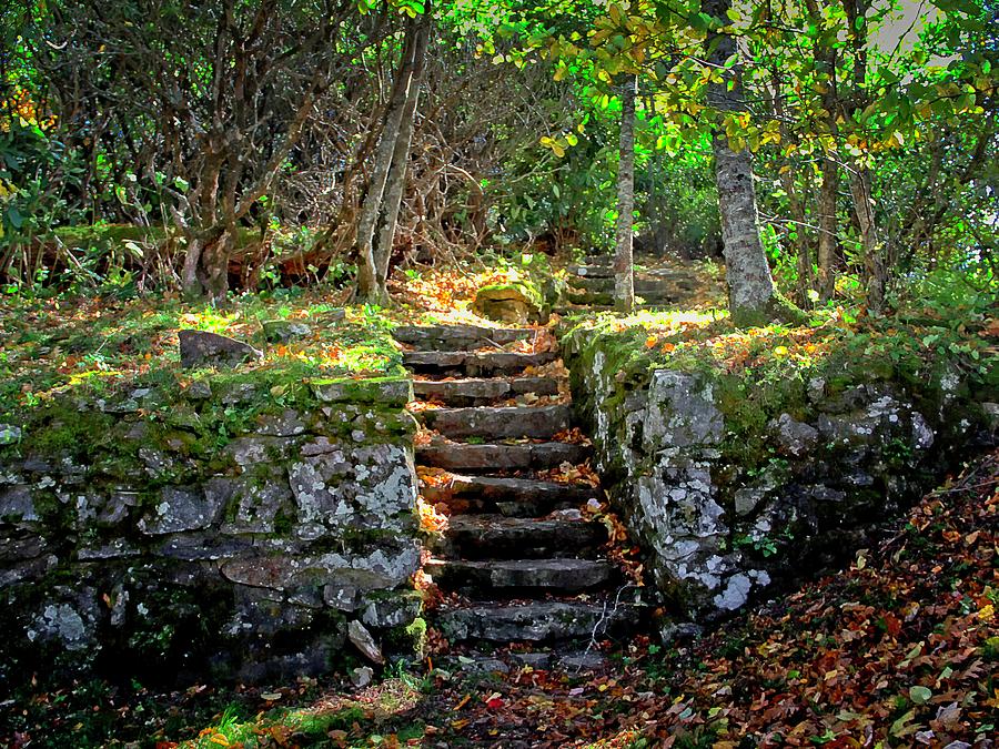 Forest Stairway Photograph by Allen Nice-Webb