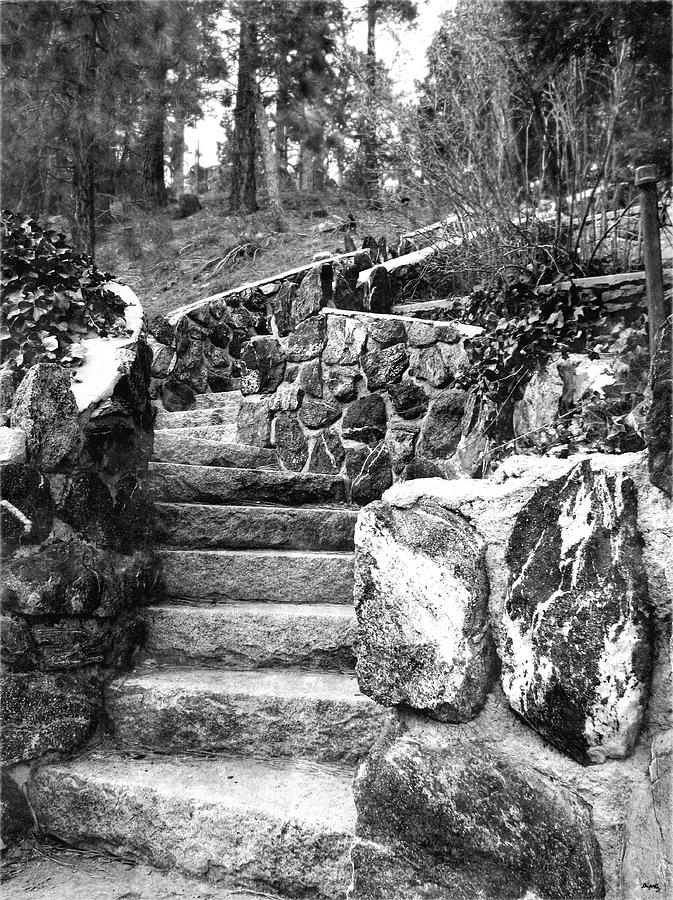 Forest Stairwell Photograph