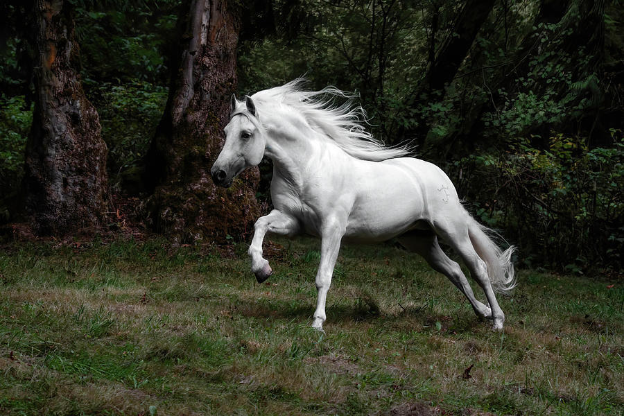 Forest Stallion Photograph by Wes and Dotty Weber