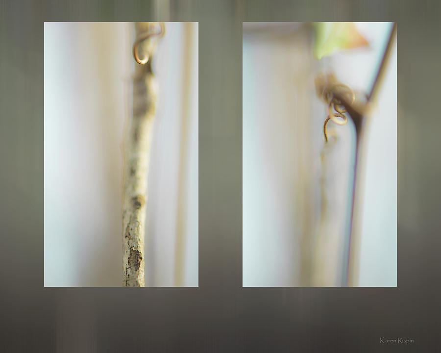 Tree Photograph - Forest Stems by Karen Rispin