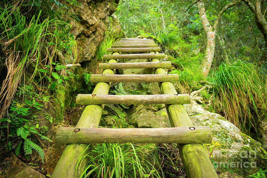 Forest Step Ladder Photograph