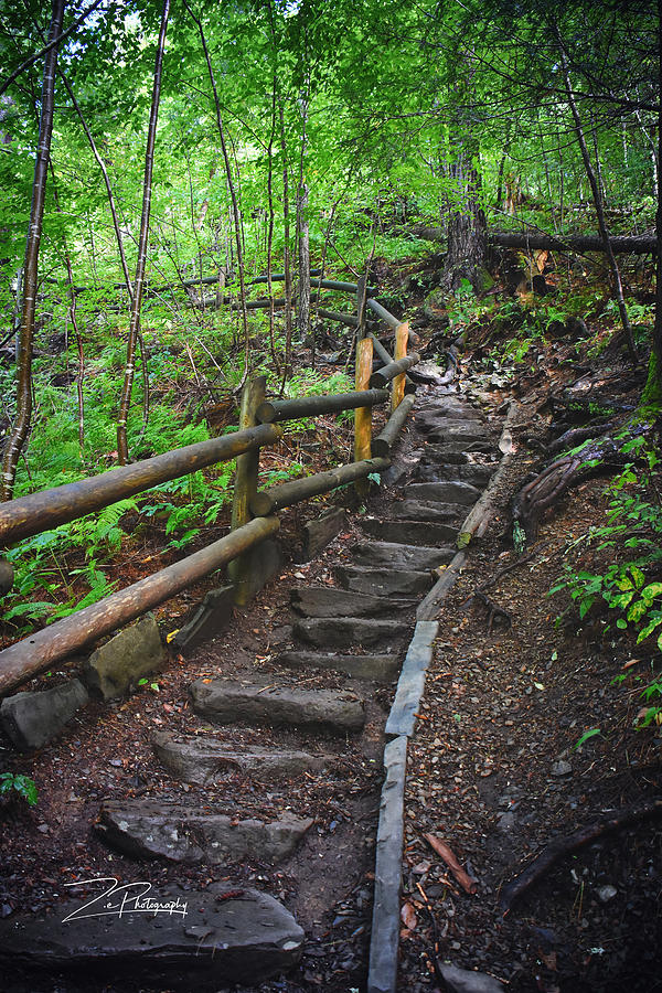 Forest Steps Photograph by Ingrid Zagers