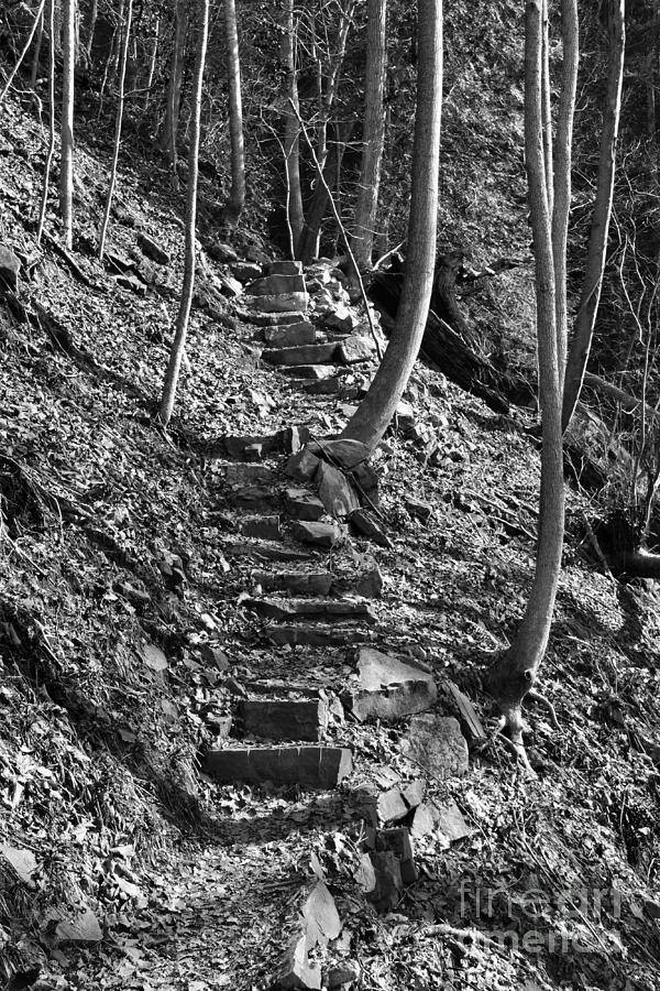 Forest Steps Photograph by Phil Perkins