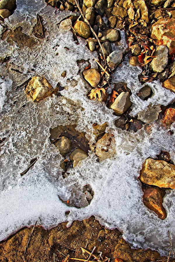 Forest Still Life #4 Photograph by Loren Gilbert Forest Still Life #4 Photograph by Loren Gilbert
