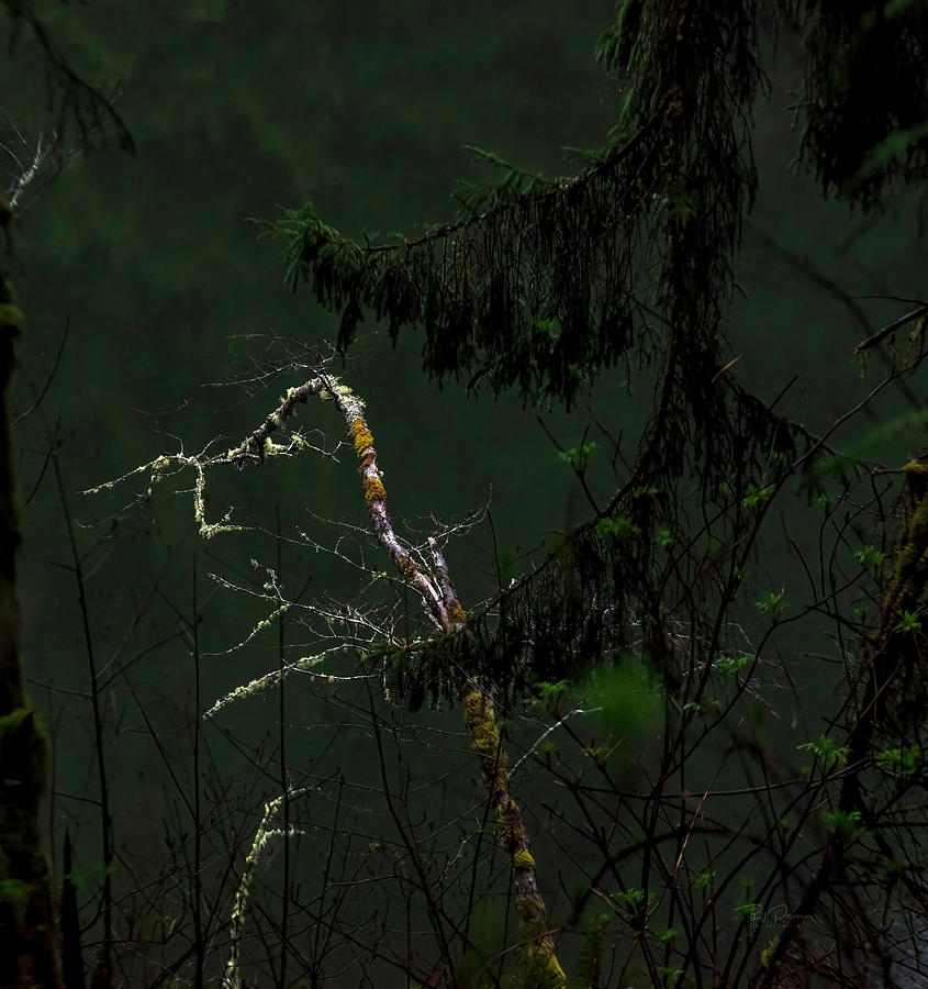 Forest Stillness Photograph by Bill Posner