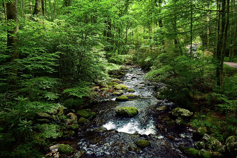 Forest Stream Photograph by Bill Howard