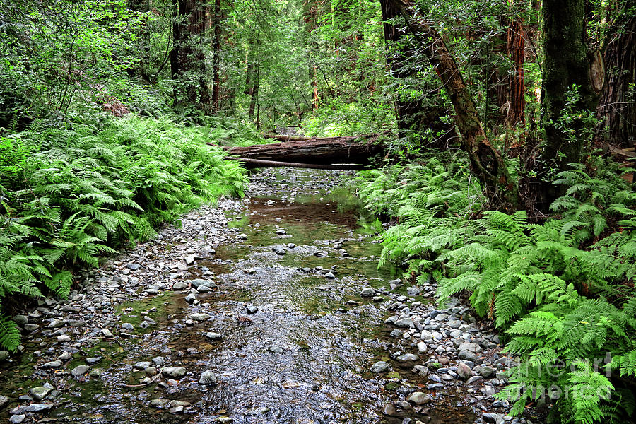 Forest Stream Photograph by Earl Johnson