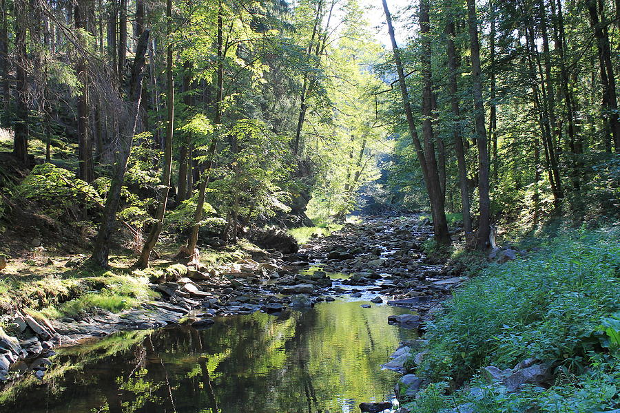 Forest Stream Photograph by Jindra Noewi