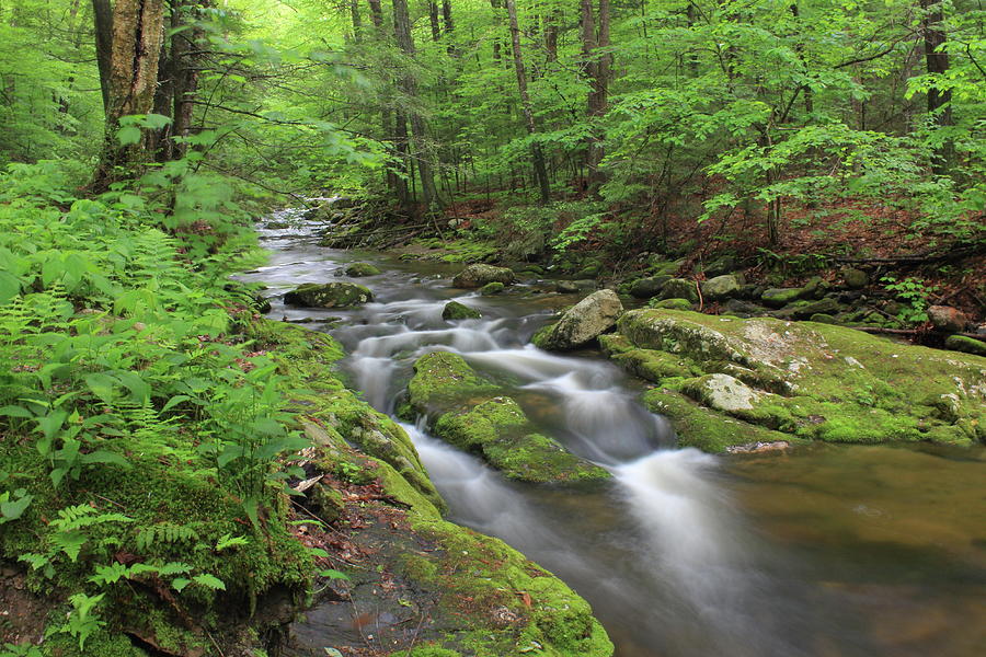 Forest Stream Photograph