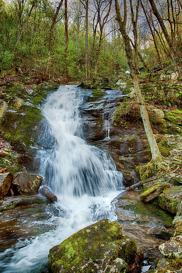 Forest Stream Photograph By Phil Taggart - Fine Art America