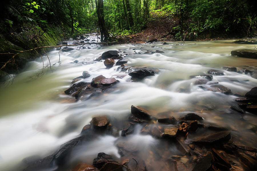 Jungle Photograph - Forest stream by Vishwanath Bhat