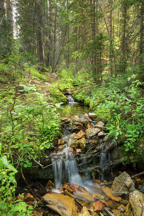 Forest Streaming Photograph