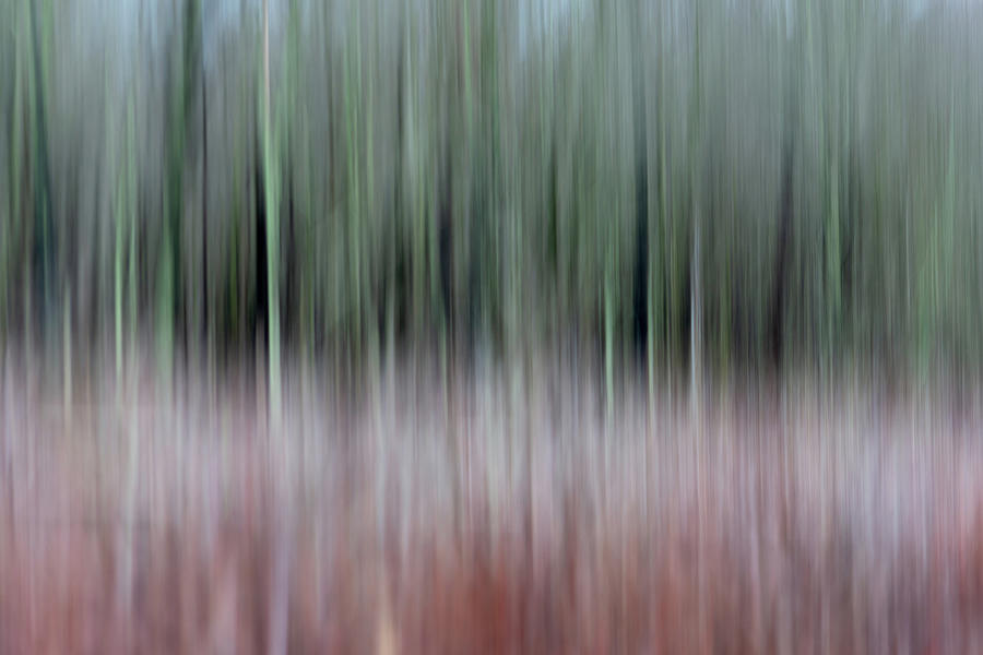 Forest Stripes Photograph by Liz Albro