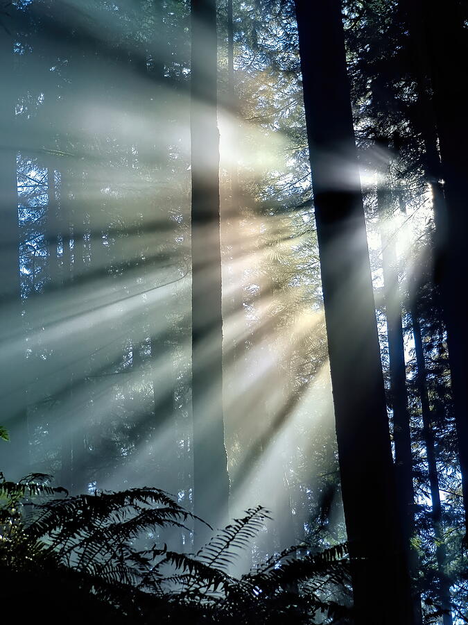 Nature Photograph - Forest Sunbeam Flares by Ian McAdie