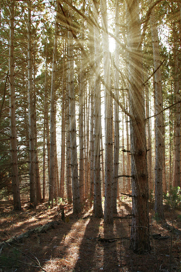 Forest Sunburst Photograph by Patti Deters