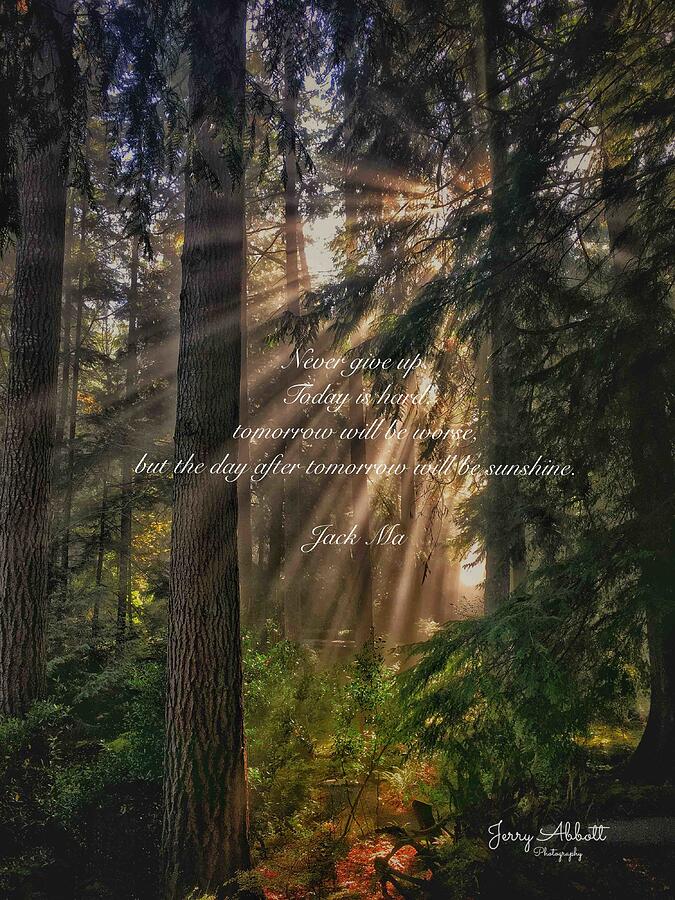 Forest Sunlight Inspiration  Photograph by Jerry Abbott