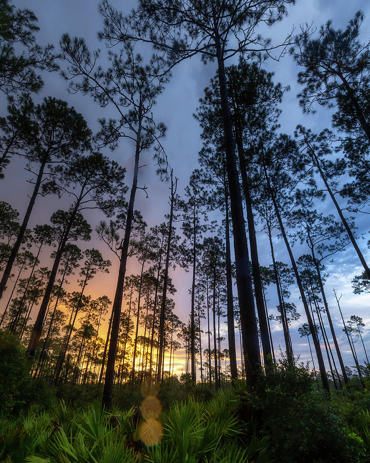 Forest Sunrise Photograph by Bryan Williams