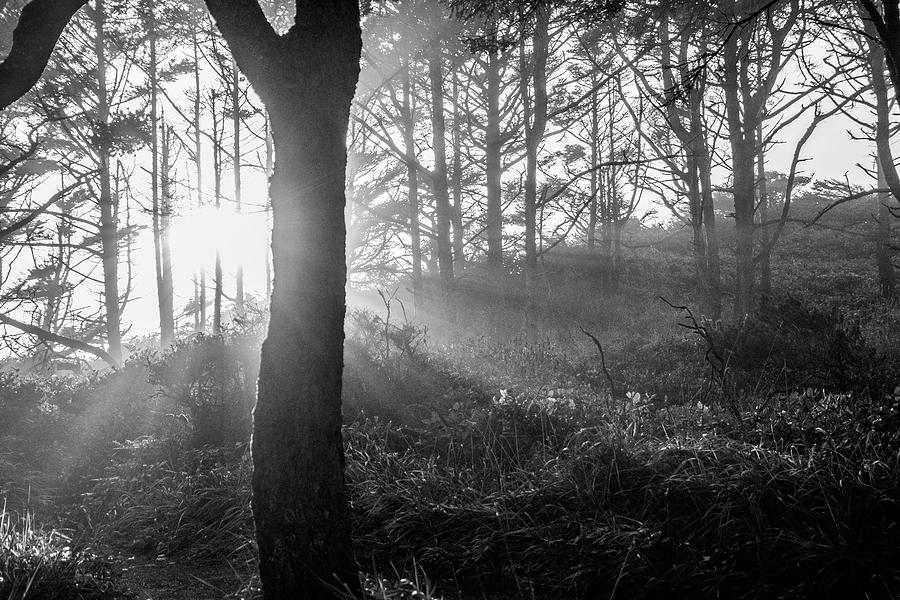 Forest Sunset 2 Photograph by Celeste Cobbs - Fine Art America