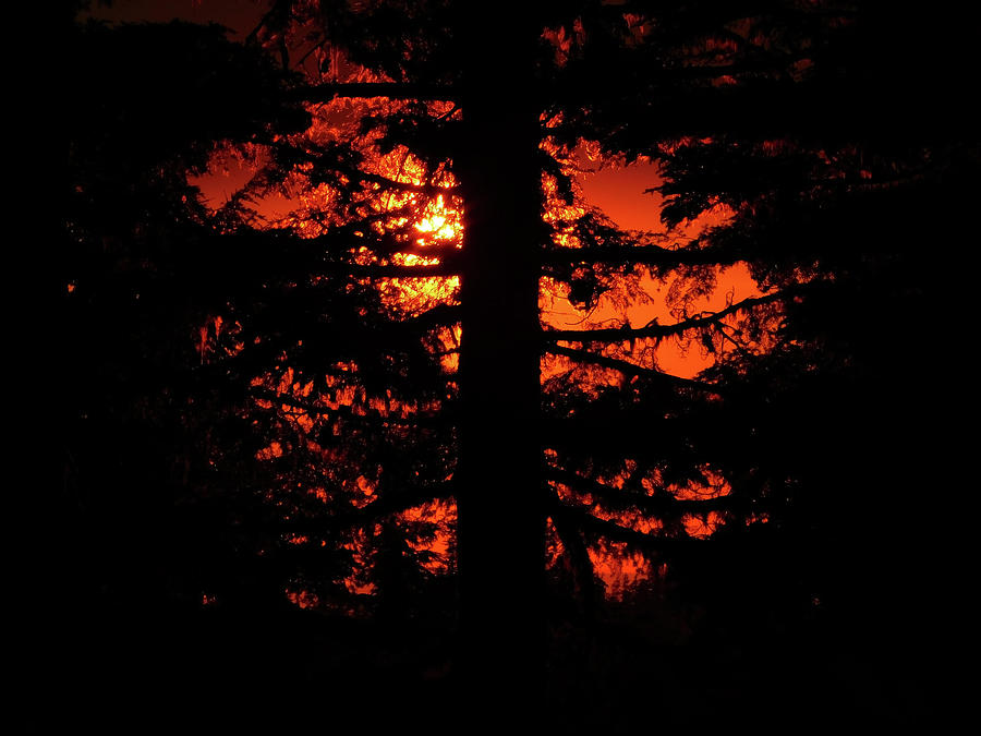 Forest Sunset Photograph by Carl Moore