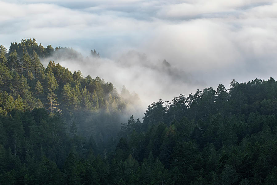 Forest Surrounded by Fog Photograph by Gary Geddes