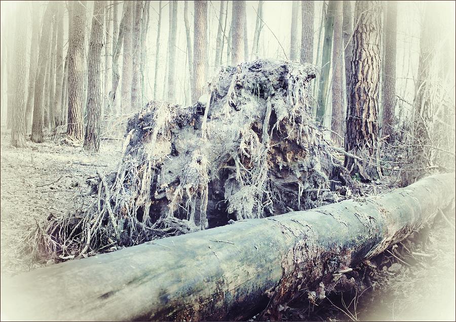 Tree Photograph - Forest Tale #97 by Slawek Aniol