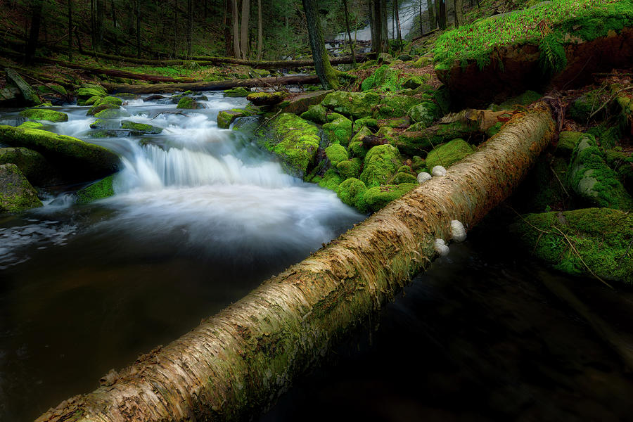 Forest Textures 2 Photograph by Bill Wakeley - Fine Art America