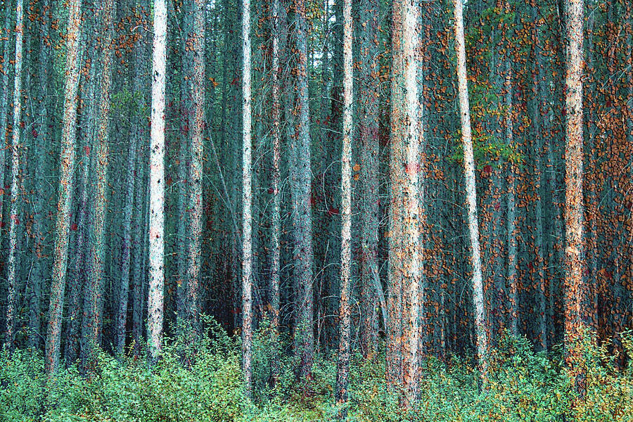 Forest Textures Photograph by Linda Sannuti