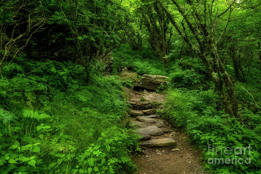 Forest Trail in the Blue Ridge Mountains Photograph by Shelia Hunt