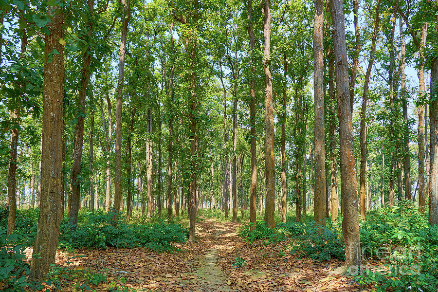 Forest trail Photograph by Shantanav Chitnis - Fine Art America