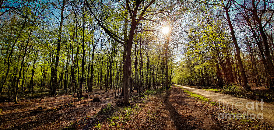 Forest trail with sun shining through Photograph by Mendelex Photography