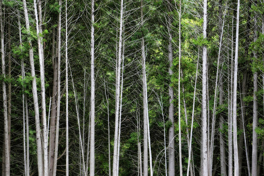 Forest Trees Photograph by Karol Livote