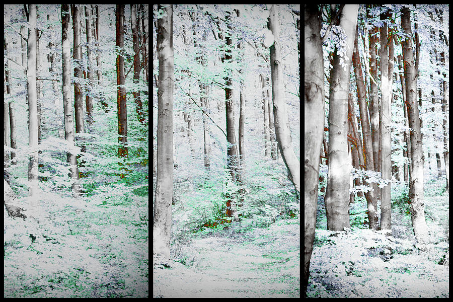 Forest Triptych Photograph by James DeFazio