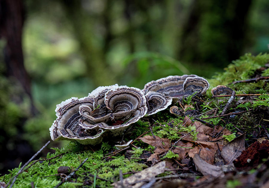 Forest Turkey Tails Photograph by Betty Depee
