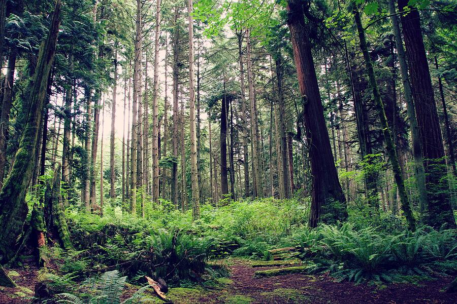 Forest Photograph by Van Thi Diep Forest Photograph by Van Thi Diep