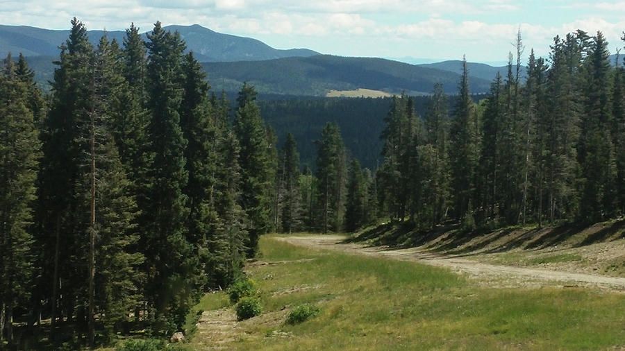 New Mexico Photograph - Forest View by Lea Rhea Photography New Mexico Photograph - Forest View by Lea Rhea Photography