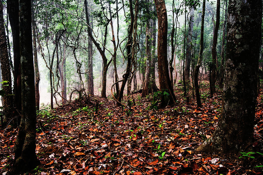 Forest Photograph by Vishwanath Bhat