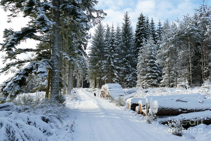 Winter walk in the Forest  Photograph by Phil Banks