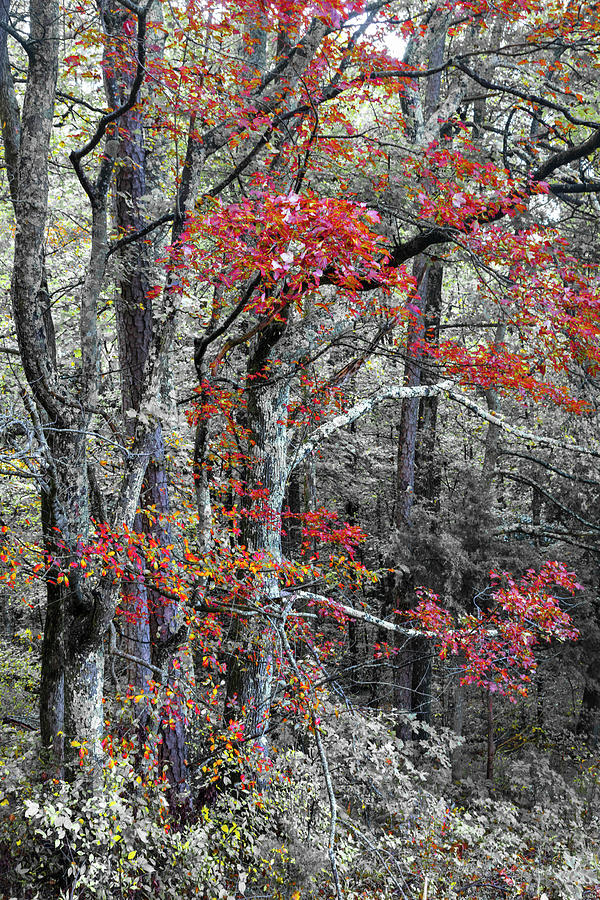 Forest Wanderings in Black White and Red Photograph by Debra and Dave Vanderlaan