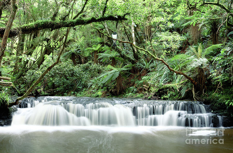 Forest waterfall in New Zealand Photograph by Warren Photographic