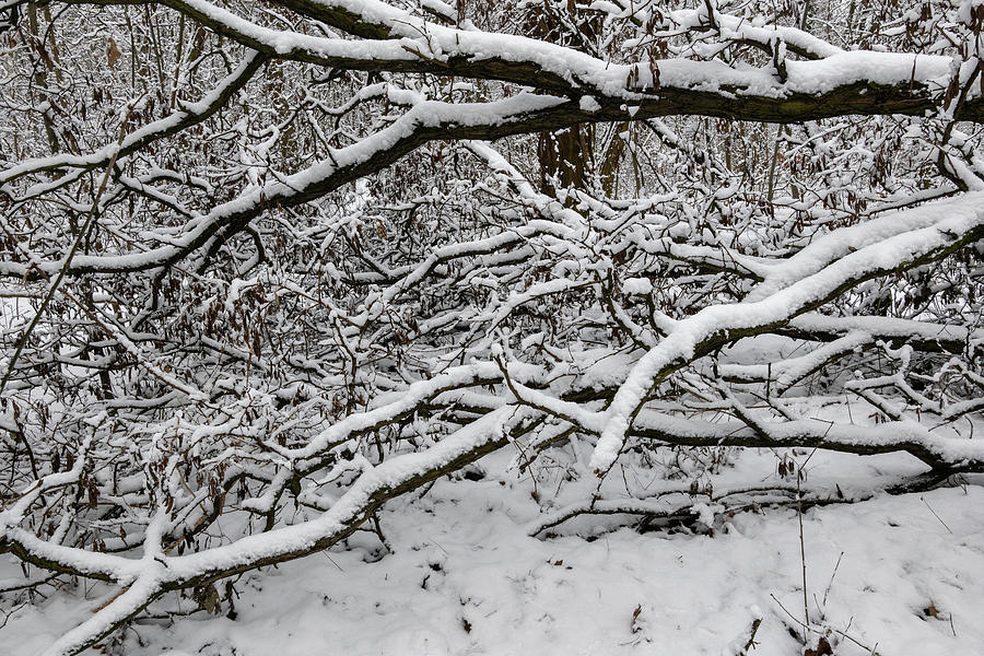 Forest Wilderness In Winter Photograph by Artur Bogacki