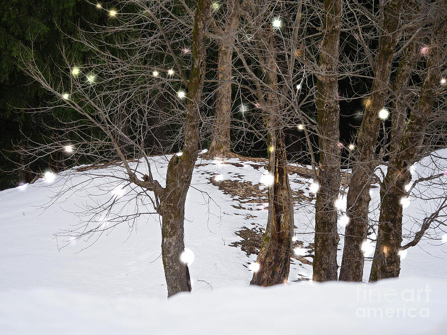 Forest Winter Scene Photograph by On da Raks