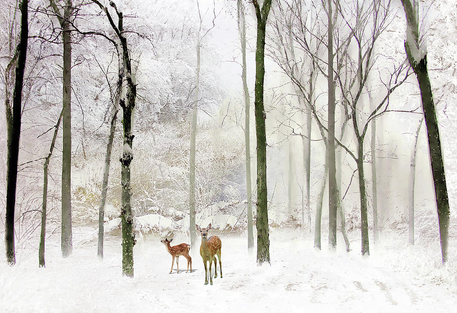 Forest Winter Visitors Photograph by Jessica Jenney