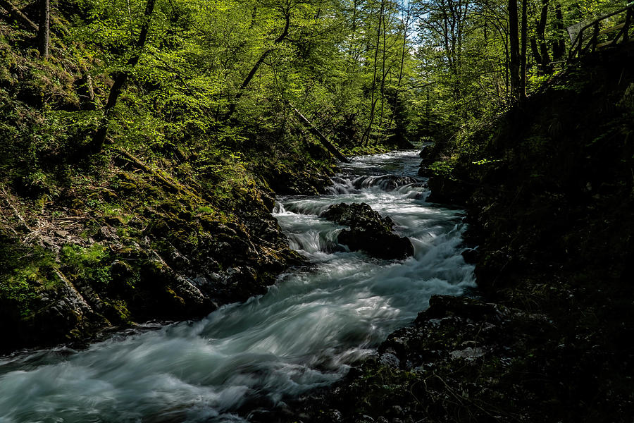 Forest with creek on a sunny day  Photograph by Sven Brogren